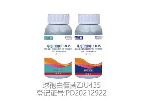 白江君球孢白僵菌ZJU435